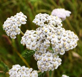 Wild Yarrow Flowers