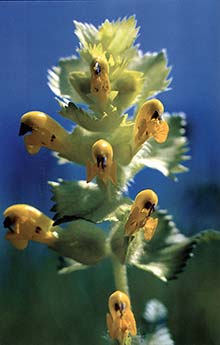 A picture of a Yellow Rattle flower head
