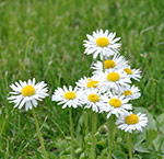 Daisy Flowers