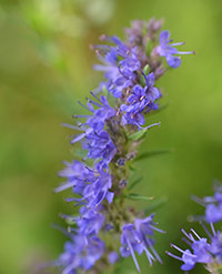 Hyssop Flower