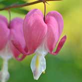 Bleeding Heart Flower from the Single Flower Essences. Heart shaped red flower with a tear drop.