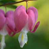 Bleeding Heart Flowers