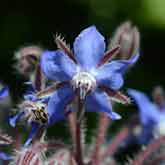 Borage Flowers