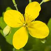 Celandine Flower