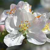 Crab Apple Flowers from the Bach Flower Remedies - soft pale blooms in the sun
