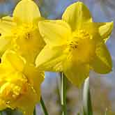 Daffodil Flowers