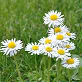 Daisy Flowers