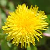 Dandelion Flowers