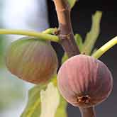 Fig Flowers