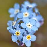 Forget Me Not Flowers