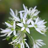 Garlic Flowers