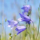 Harebell Flower