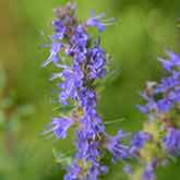 Hyssop Flowers