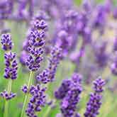 Lavender Flowers