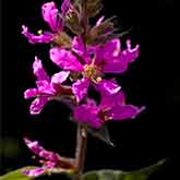 Loosestrife Flowers