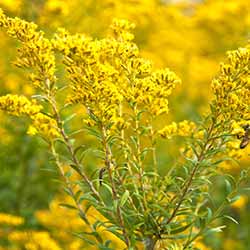 Golden Rod Flower