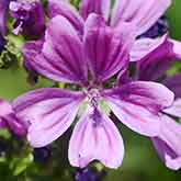 Mallow Flowers