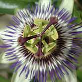 Passionflower Flowers