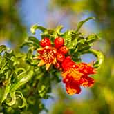 Pomegranate Flowers