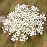 Queen Annes Lace Flower