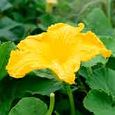 Squash Flowers