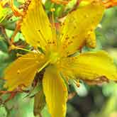 St Johns Wort Flowers