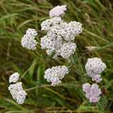 Yarrow Flowers