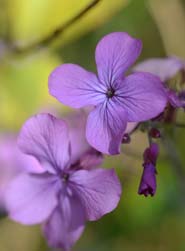 Honesty Flower