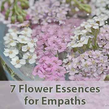 Yarrow flowers in a bowl with 7 flower essences for empaths text
