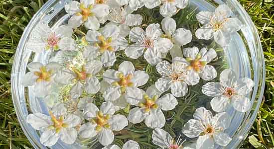 Making an Apricot flower essence mother tincture Apricot flowers floating in a bowl of water potentising in the sun.