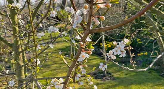 Apricot flowers on the tree