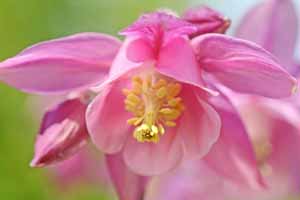 Picture f a Columbine Flower