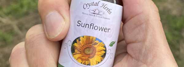 A bottle of Sunflower Flower Essence held in a hand