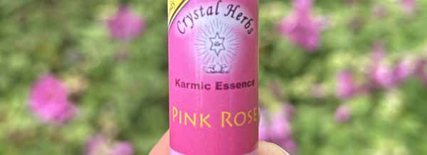 A bottle of Pink Rose Flower Essence - an always useful essence
