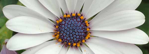 A picture of an Osteospermum flower