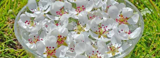 Pear flowers floating in a bowl of water