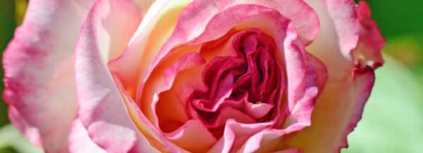 Close up of a Handel rose flower