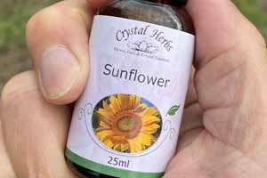 A bottle of Sunflower Flower Essence held in a hand