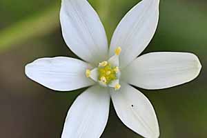 Garlic flower