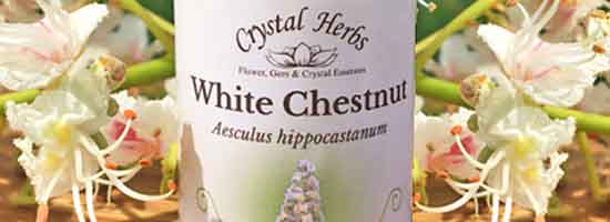 White Chestnut Bach Flower Remedy A bottle of White Chestnut Bach Flower Remedy surrounded by white chesnut flowers