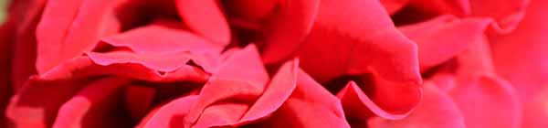 Rosa Deep Secret flower from the Heart Chakra Essence