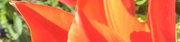 Tulip Flowers - Tulip Flower Essence