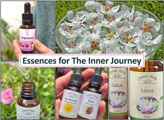 E-Light newsletter montage - forests, flower essences, flowers in a heart and Catherine Keattch