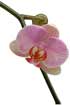 Orchid