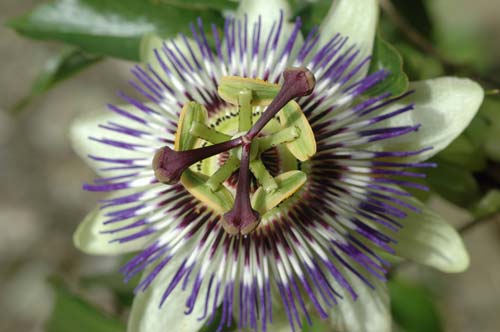 Passion Flower