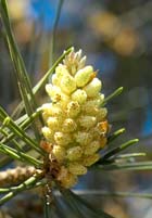 Pine - Bach Remedies Pine - Bach Remedies