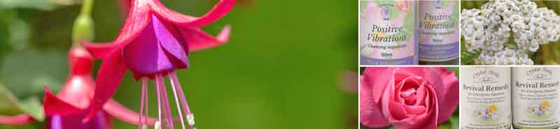 Making Friends With Fear Picture of a Fuchsia flower, with bottles of Positive Vibrations Essence, YArrow flowers, Pink Rose flower and Revival Remedy bottles