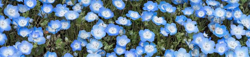 Picture of a Baby Blue Eyes flowers