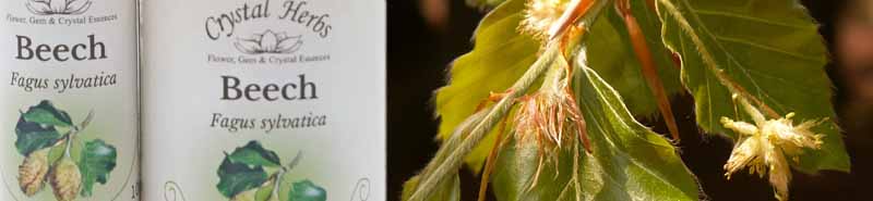 10ml and 25ml bottles of Beech Bach Flower Remedy with Beech tree flowers