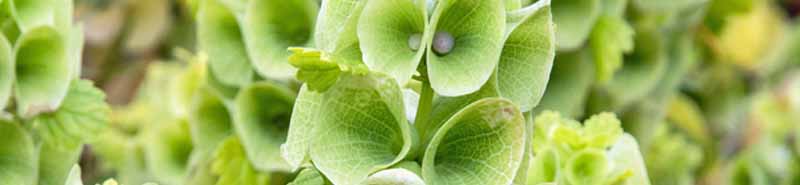 Picture of Bells of Ireland flowers